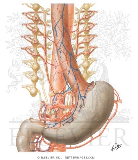 Innervation of Stomach and Proximal Duodenum
