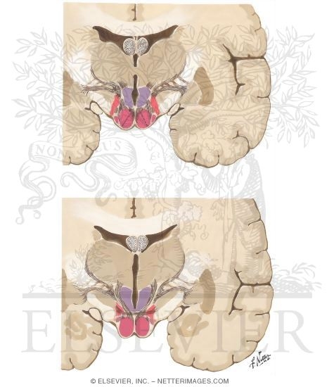Sections Through Hypothalamus III - Planes 5 and 6
Sections Through the Hypothalamus: Mamillary Zone