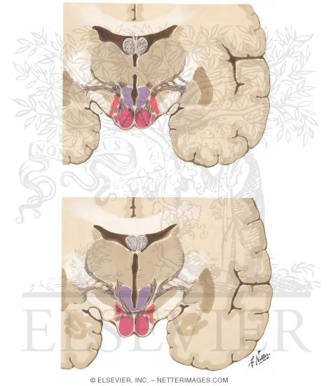 Sections Through Hypothalamus III - Planes 5 and 6