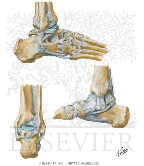 Ligaments of the Ankle and Foot
Calcaneus 