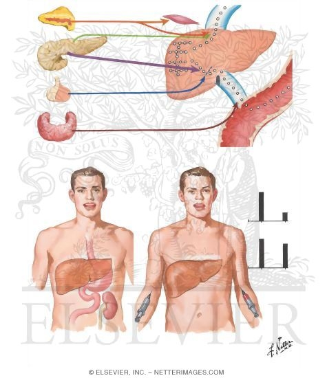 58001 2 Thyroid Development of the Thyroid and Parathyroid Glands 38