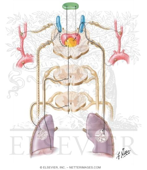 Control of Respiration