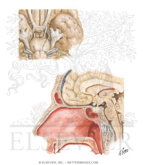 Anatomy and Relations of the Pituitary Gland