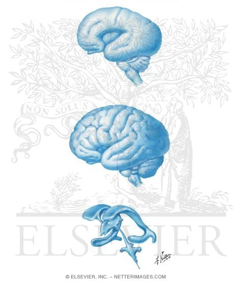 Cerebral Hemisphere Formation