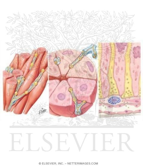 Visceral Efferent Endings