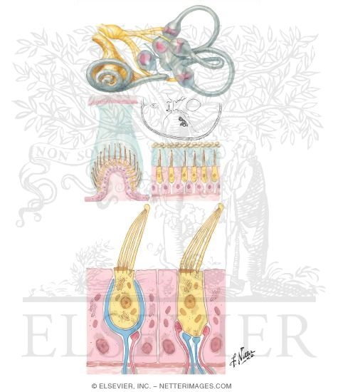 Vestibular Receptors