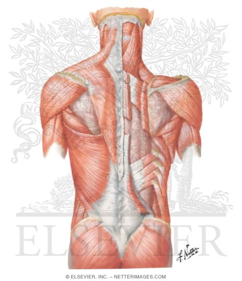 Muscles of Back: Superficial Layers
Superficial Muscles: Posterior Neck and Back