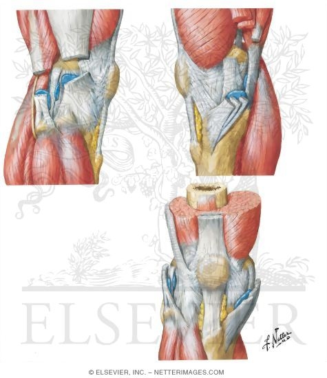 Knee Joint (Lateral, Medial, and Anterior Views)