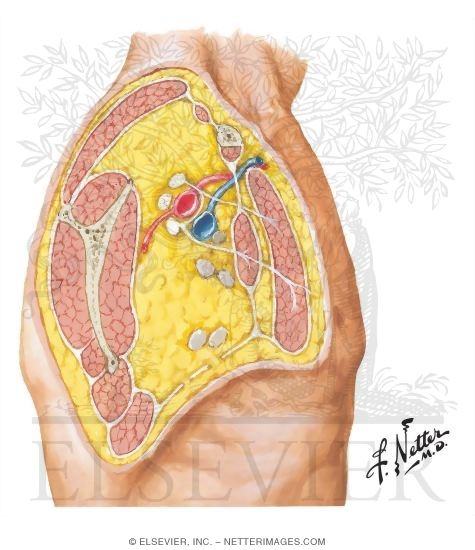 Pectoral, Clavipectoral and Axillary Fasciae