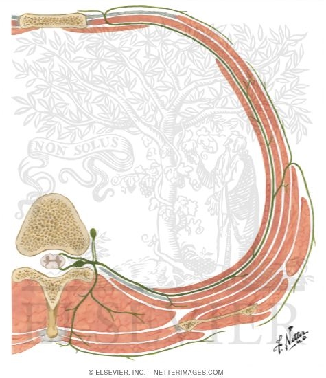 Schematic Diagram of Typical Spinal (Thoracic) Nerve