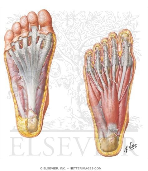 Muscles, Arteries, and Nerves of Sole of Foot
Sole of Foot: Superficial Dissection
Muscles of Sole of Foot: First Layer