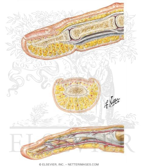 Fingers (2, 3, 4 and 5)
