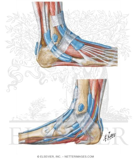 Synovial Tendon Sheaths at Ankle
Tendon Sheaths of Ankle