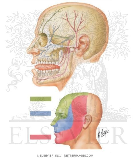 Trigeminal Neuralgia