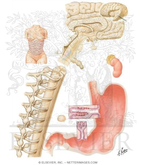 Neuroregulation of Gastric Activity