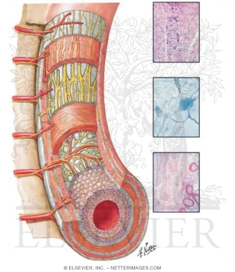 Enteric Nervous System
Enteric Plexuses
Innervation of Small and Large Intestine
Intrinsic Autonomic Plexuses of Intestine: Schema