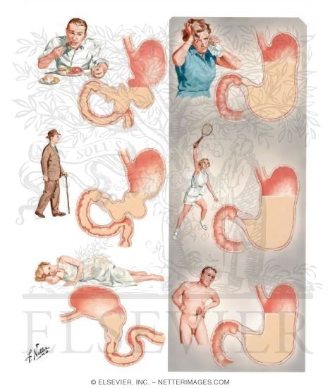 Factors Influencing Gastric Activity