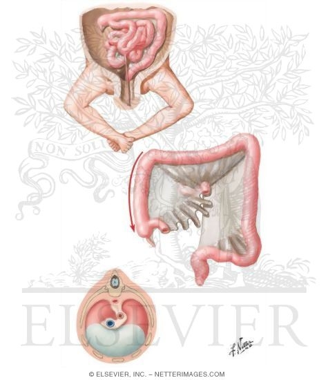 Development of Gastrointestinal Tract at 10 Weeks and 4 to 5 Months; Diaphragm at 9 Weeks