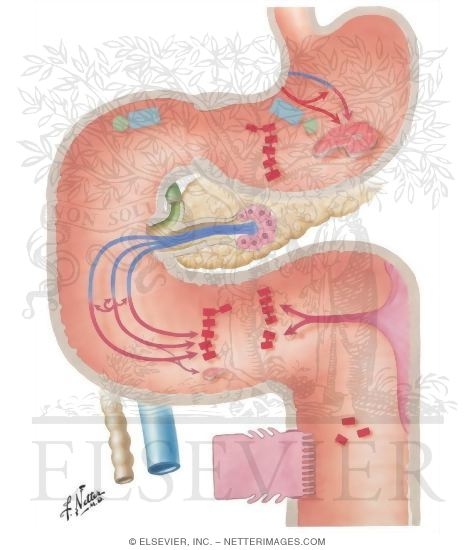 Secretory, Digestive and Absorptive Functions
