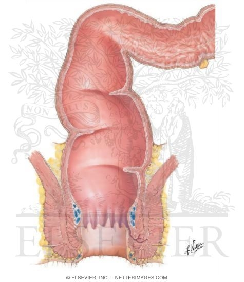 Rectum and Anal Canal
Structure of the Rectum and Anal Canal