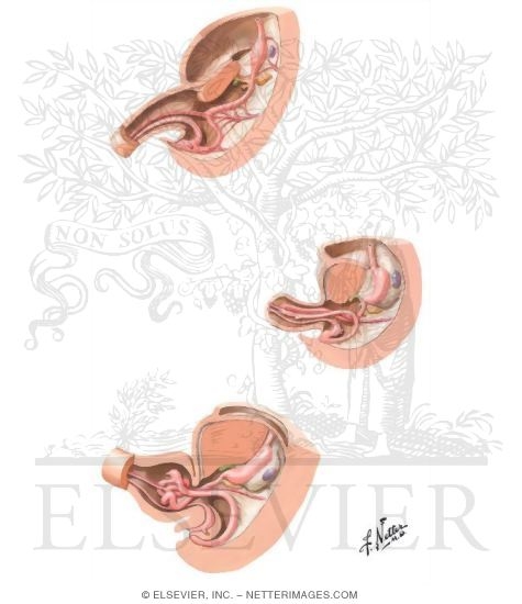 Development of Gastrointestinal Tract at 5 Weeks, 6 Weeks, and 2 Months
