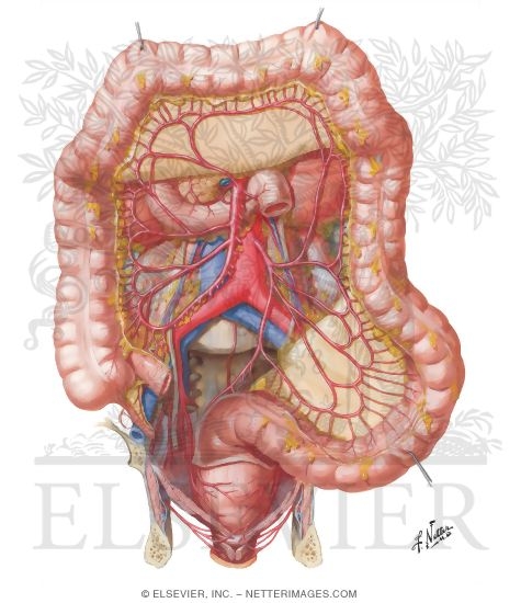 Arteries of Large Intestine
Blood Supply of Small and Large Intestine