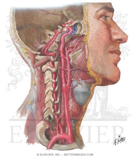 Arteries to Brain and Meninges