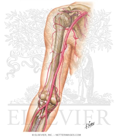 Arterial Anastomoses Around the Elbow