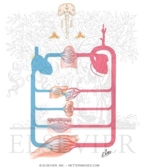 Circulatory Response to Exercise