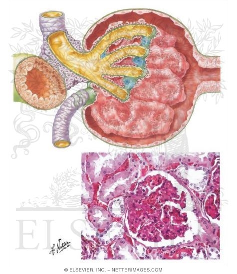 Histology of Renal Corpuscle