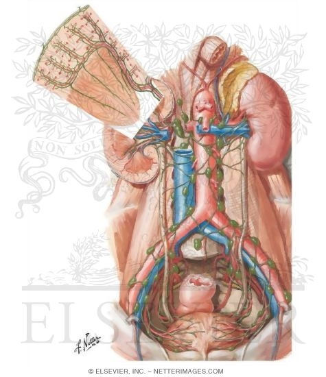 Lymph Vessels and Nodes of Kidneys and Urinary Bladder
Lymphatic Drainage of Kidneys, Ureters and Urinary Bladder