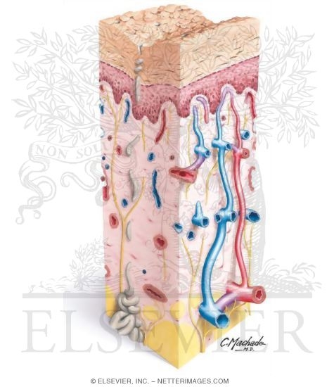 Cutaneous Effects of Diabetes