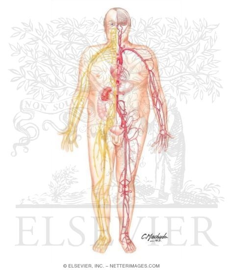 Micro- and Macrovascular Complications In Diabetes Mellitus Micro- and Macrovascular Complications In Diabetes Mellitus