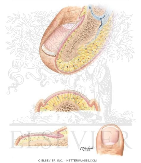 anatomy of toenail