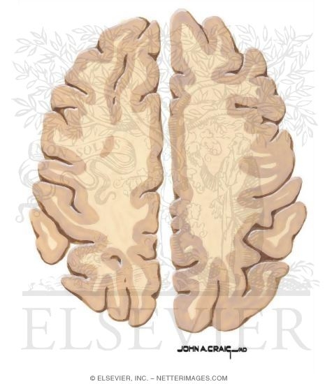 Horizontal Forebrain Sections (Level 10 of 10)