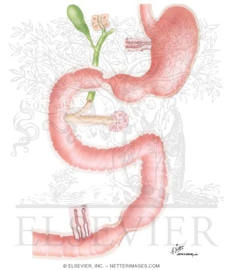 Major Gastrointestinal Hormones