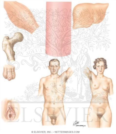 Actions of Adrenal Andgrogens