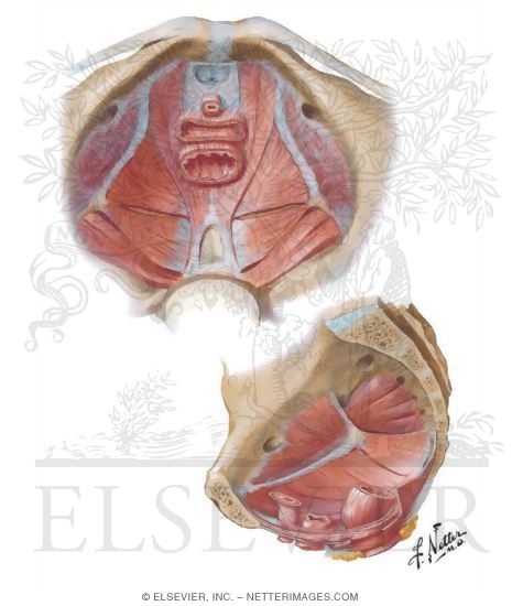 Pelvic Diaphragm II - From Above
Pelvic Diaphragm: Female