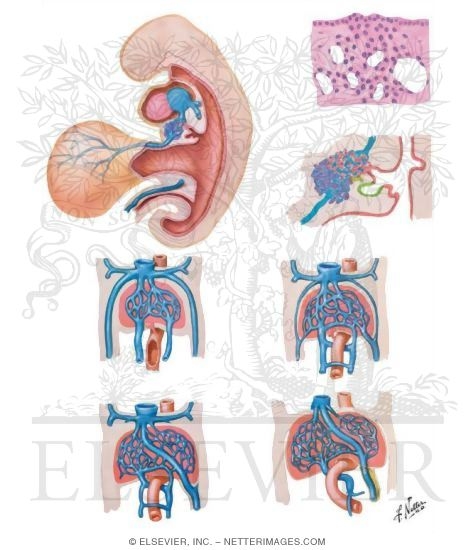 Development of Liver and Its Venous System