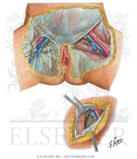 Lymphatic Drainage III - External Genitalia