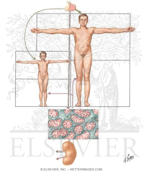Pituitary Anterior Lobe Deficiency in Childhood and Adolescence in Boys