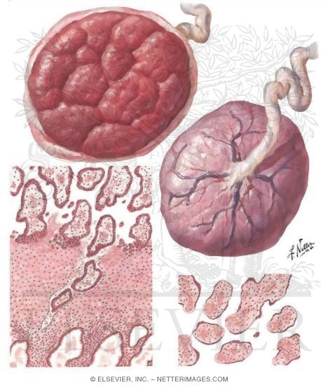 Placenta I - Form and Structure