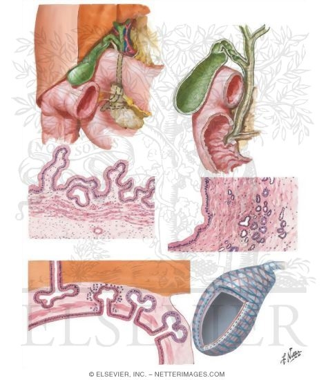 Anatomy of the Extrahepatic Bile Collecting System