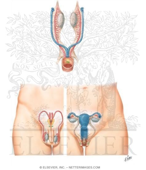 Anterior View of the Derivatives