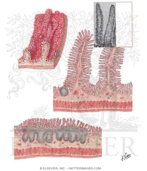 Structure of Small Intestine