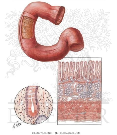Mucosa and Musculature of Duodenum