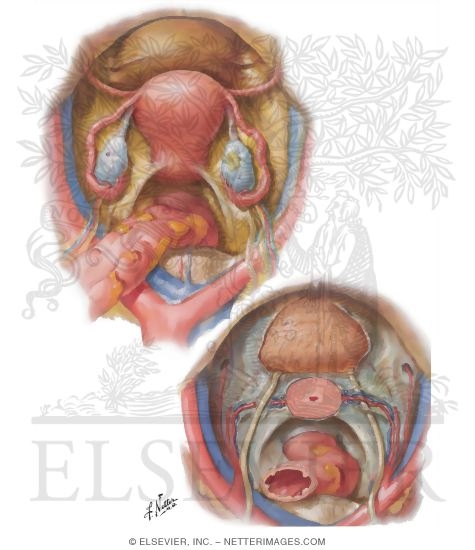 Pelvic Viscera