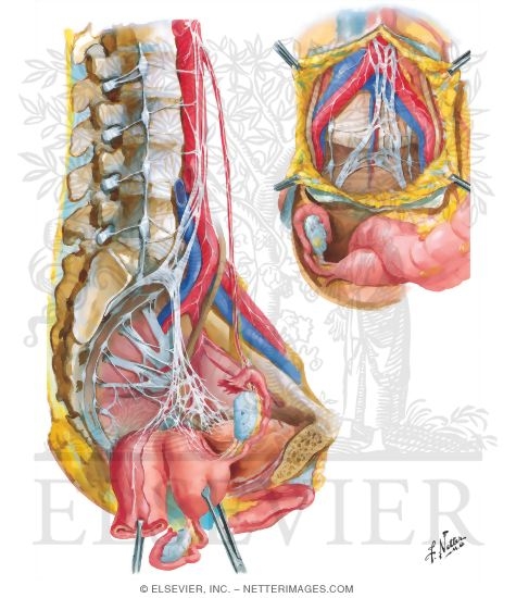 Innervation of Internal Genitalia
Nerves of Pelvic Viscera: Female