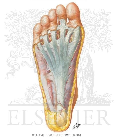 Sole of Foot: Superficial Dissection