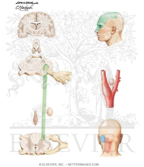 Mechanisms in Migraine